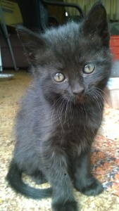 If we ended up taking a kitten home with us it would probably be this guy. So sweet and playful!